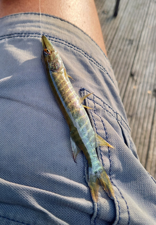 Snoekje 10 cm
